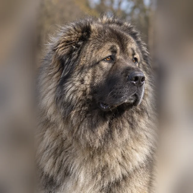 Кавказька вівчарка