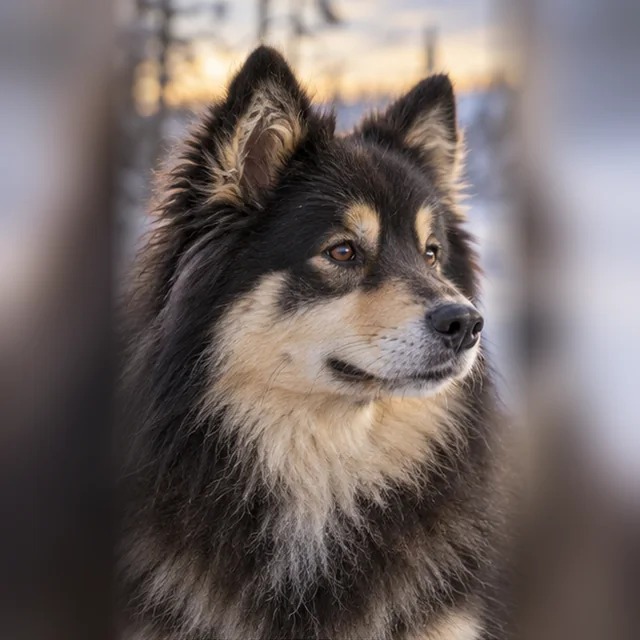 Фінський лапландський собака