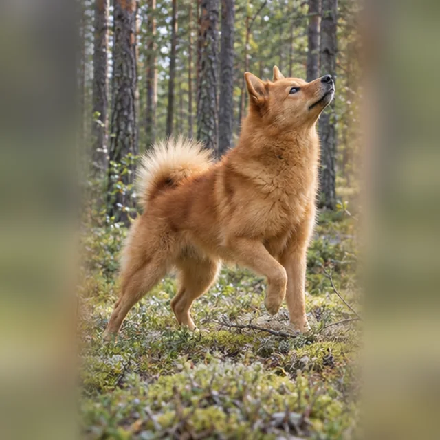 Фінський шпіц