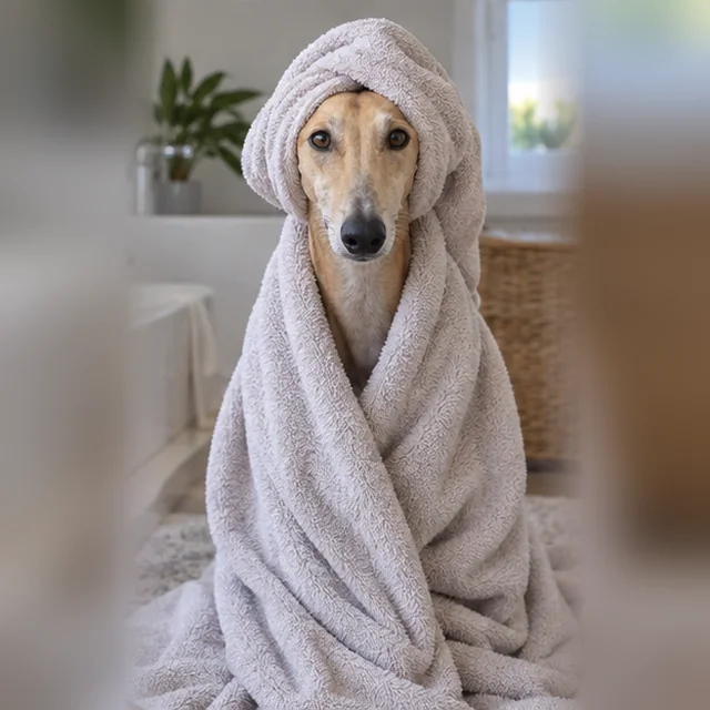 Іспанський гальго