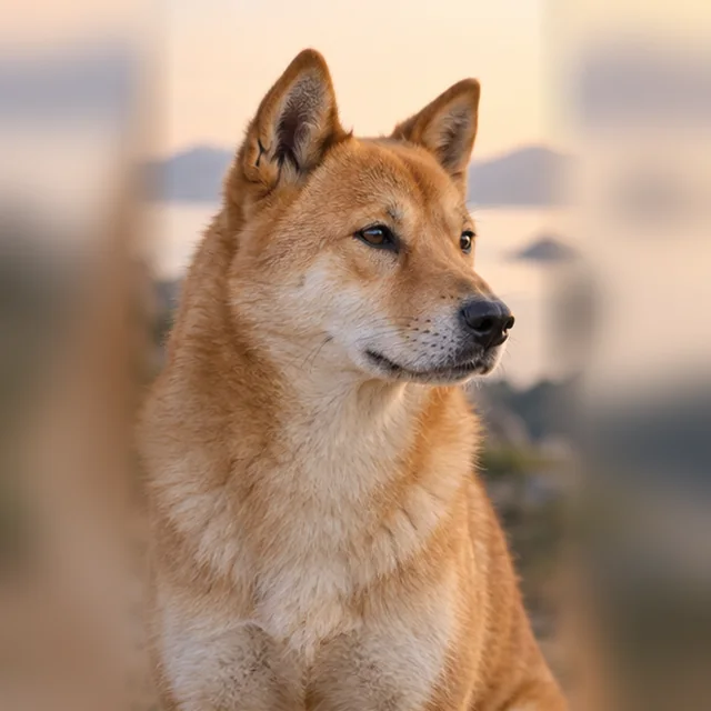 Корейський джіндо