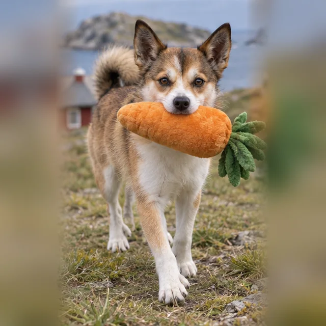 Норвезький лундехунд